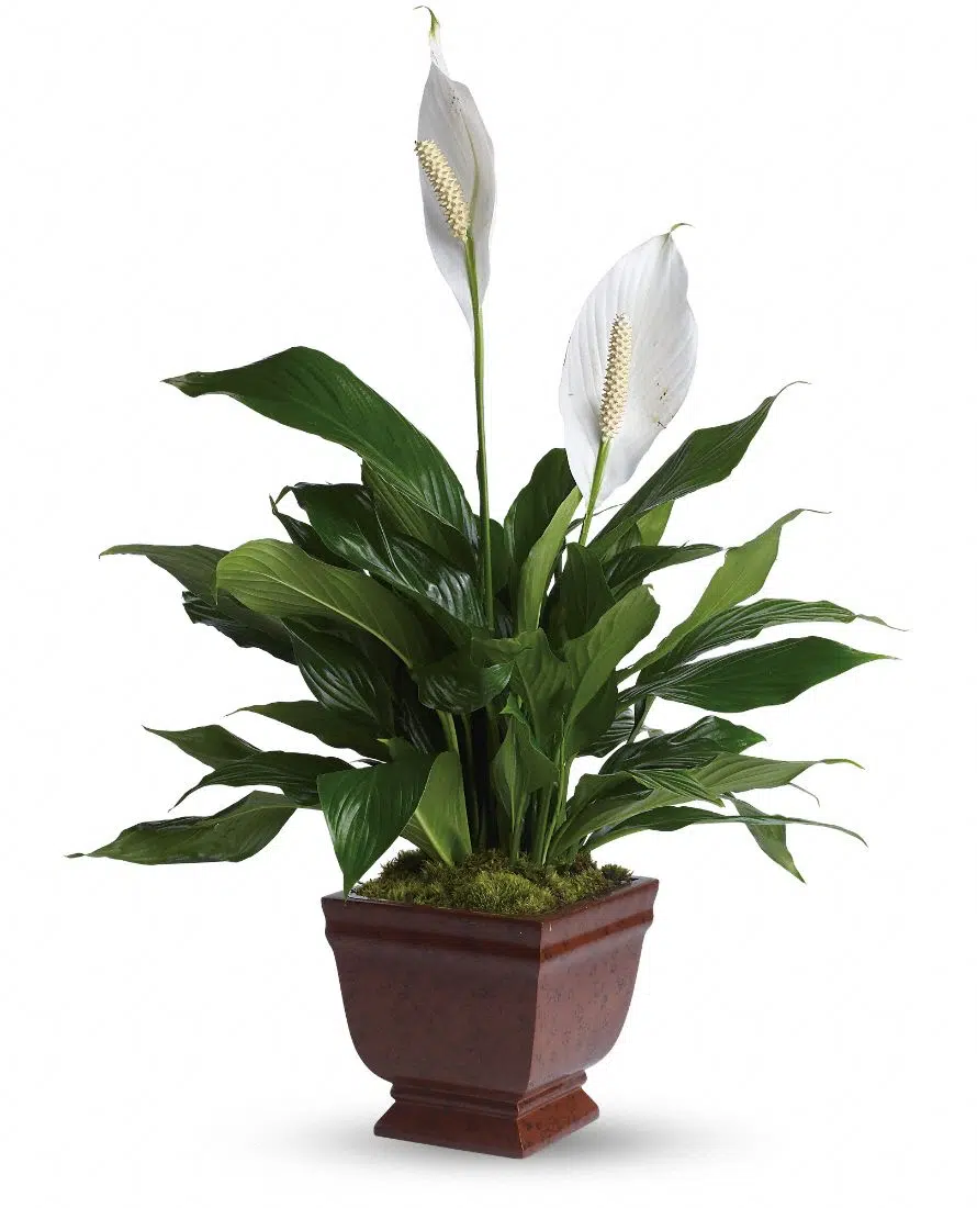 Which colors are common in Peace Lilies?