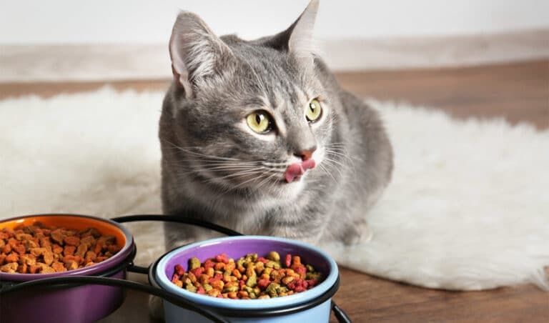 Top Cat Food Brands