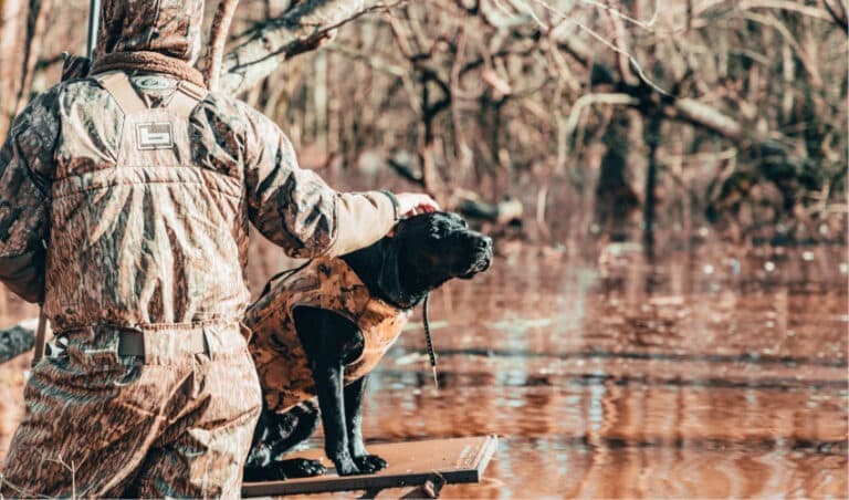 Top Duck Hunting Dogs