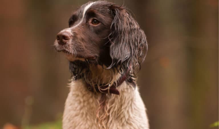 Top Hunting Dog Breeds