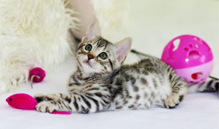 Top Interactive Cat Toys