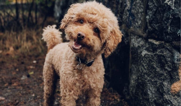 Top Small Dog Breeds