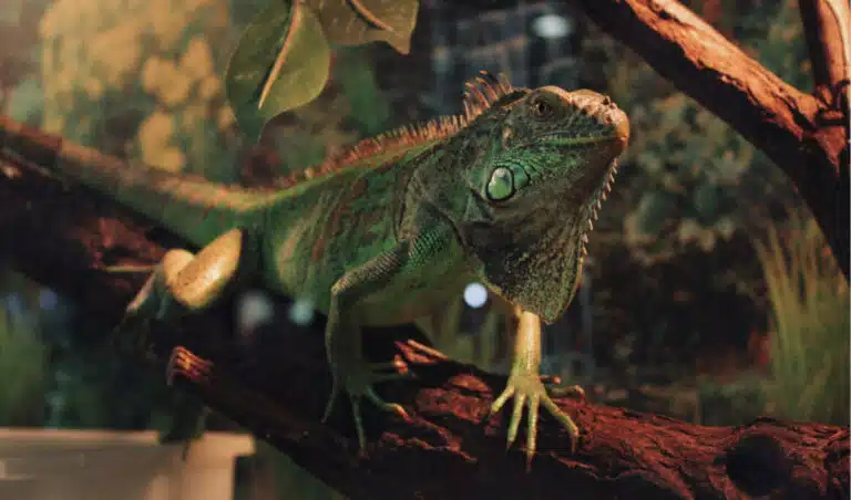 Top Terrarium Plants