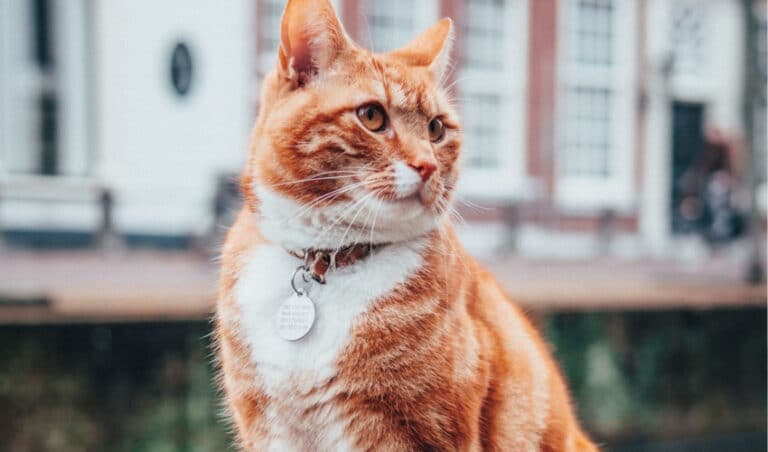 Top Cat Collars