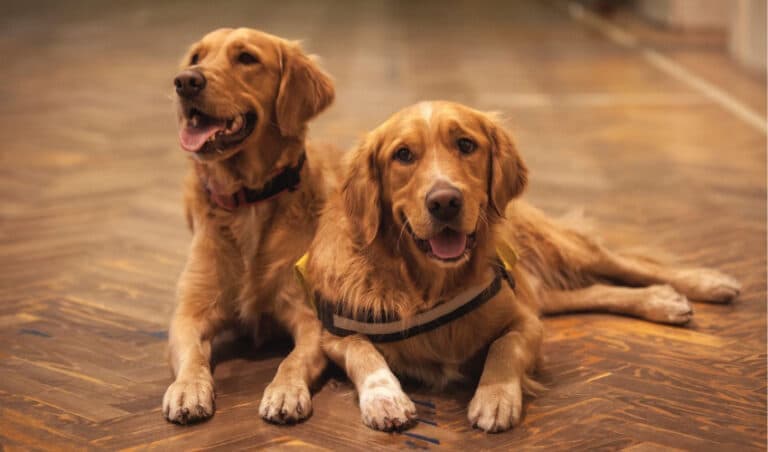 Top Large Dog Collars