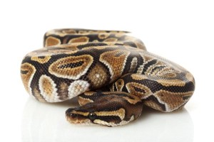 Ball Python House Pet