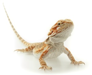 Bearded Dragon Lizard House Pet