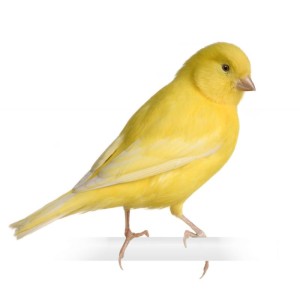 Canary House Pet