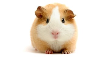 Guinea Pig House Pet