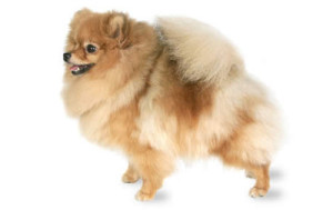 Pomeranian Dog House Pet