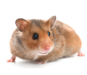 Syrian Hamster House Pet