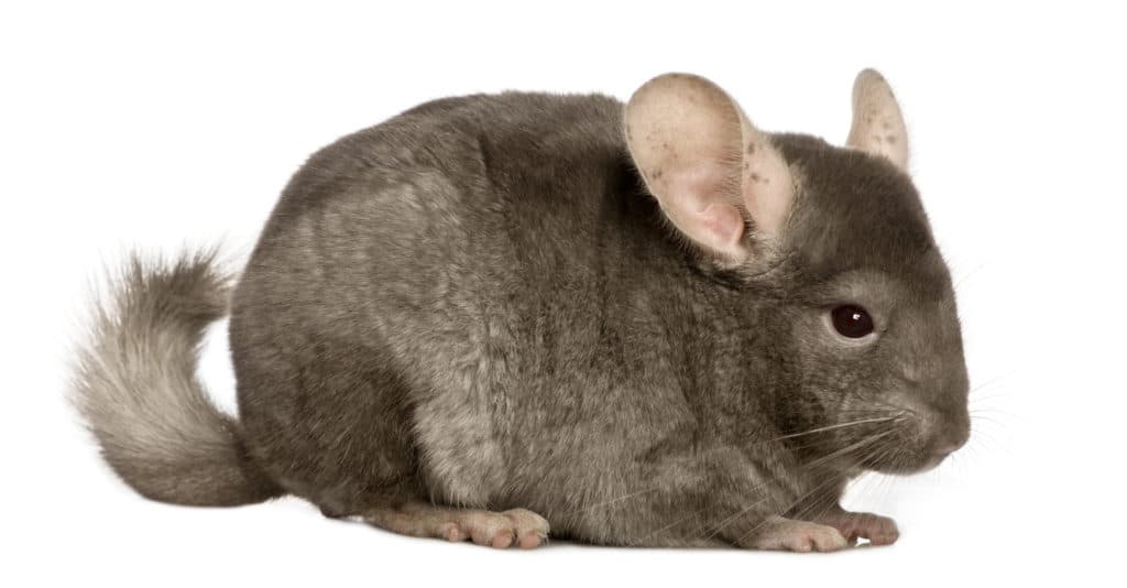 Chinchilla House Pet