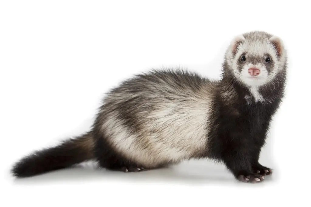 Ferret House Pet