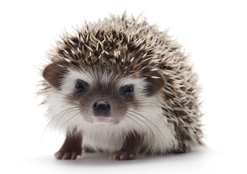 Hedgehog House Pet