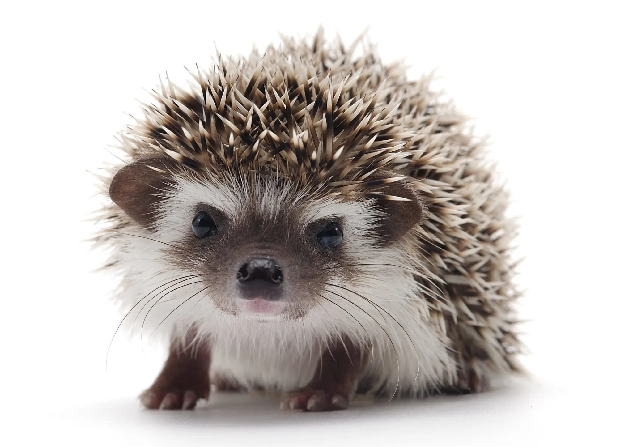 best-house-pets-the-top-25-list-listsforall