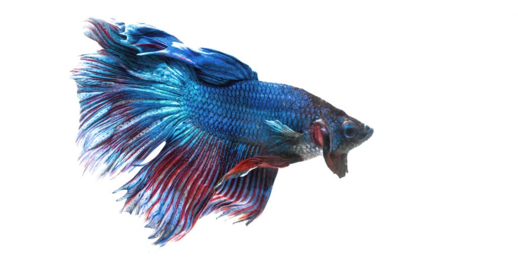 Siamese Fighting Fish House Pet