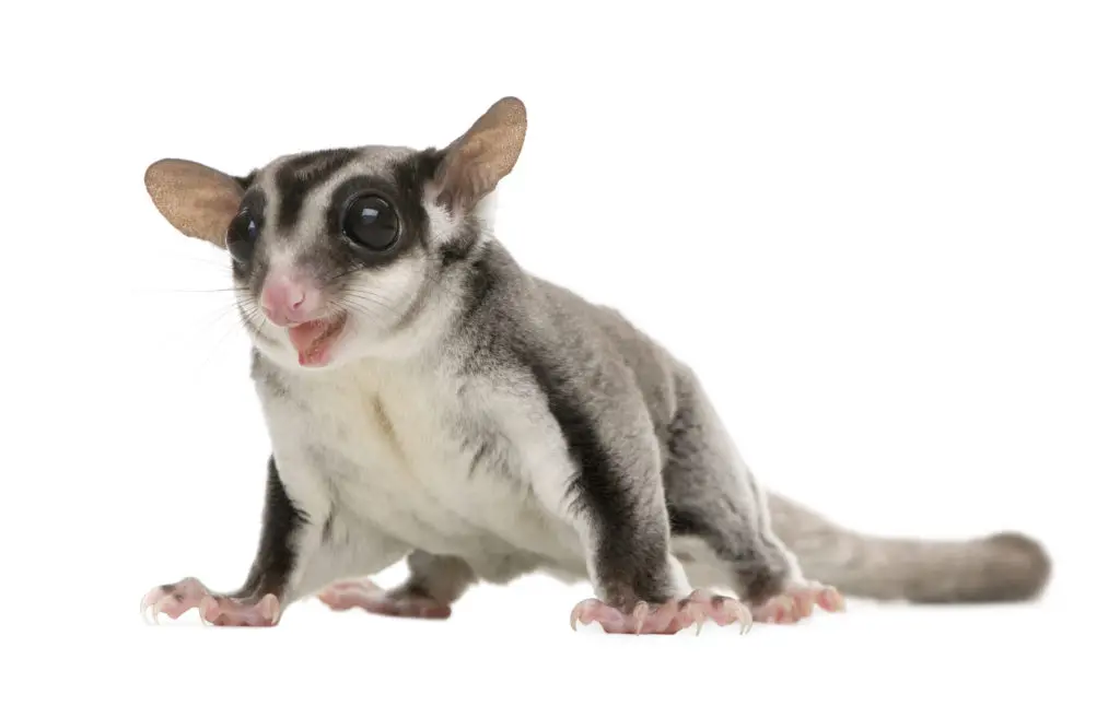 Sugar Glider House Pet