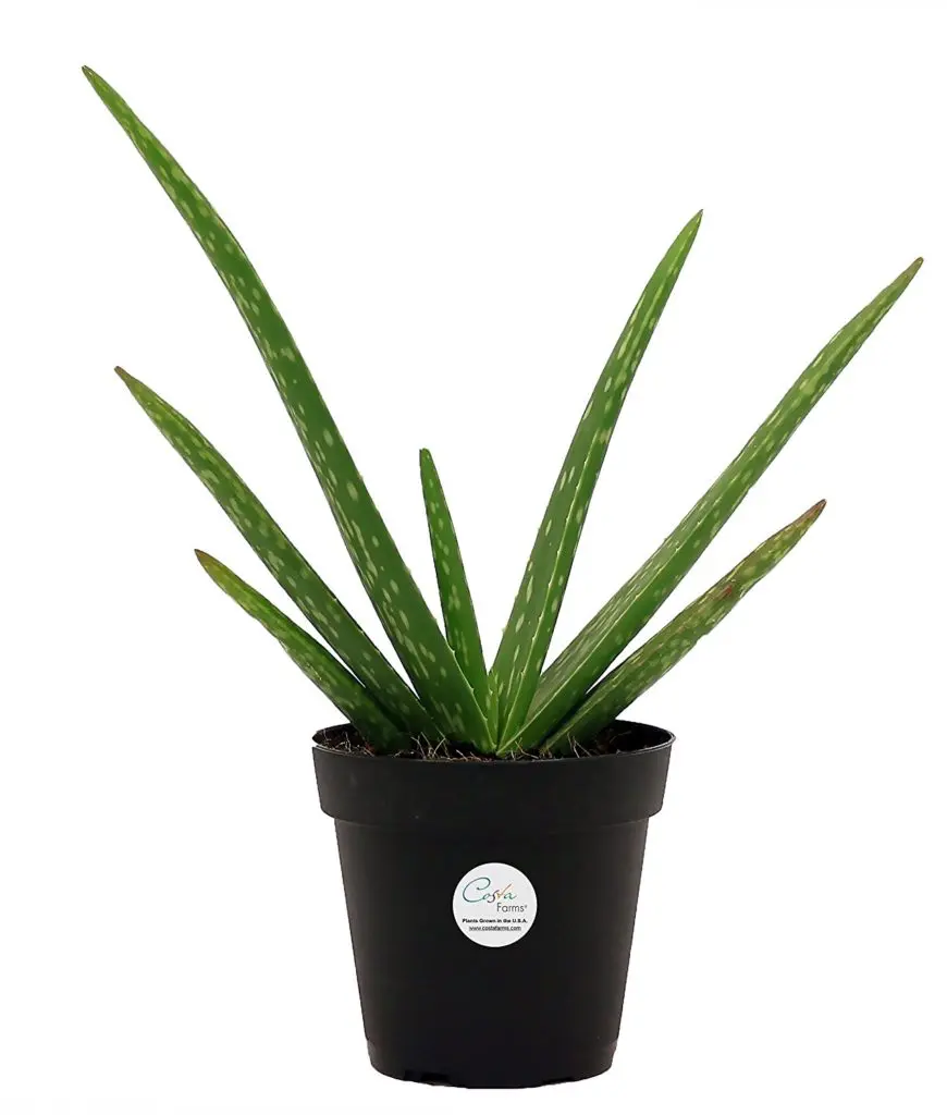 Aloe Vera Plant