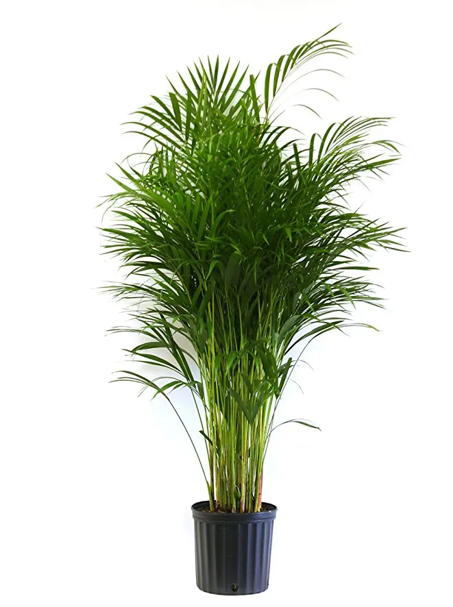 Areca Palm Plant