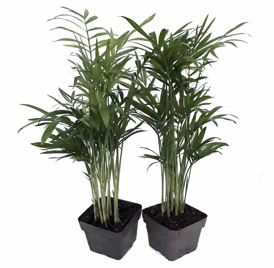 Bamboo Palm Plant