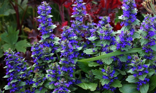 Bugleweed