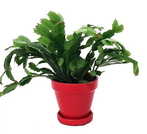 Christmas Cactus