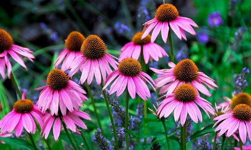 Coneflower