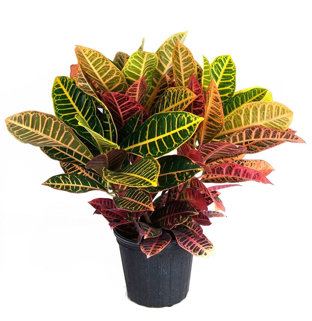 Croton Plant