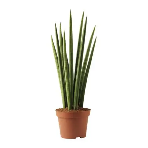 Cylindrical Snake Plant