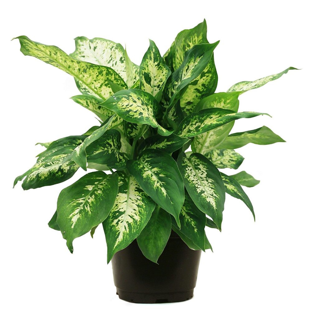 Dumb Cane Plant