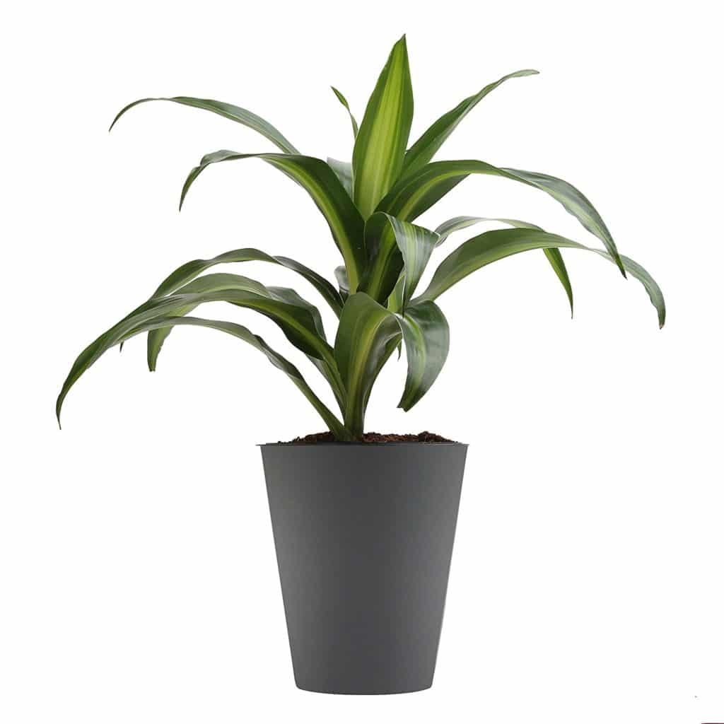 Dracaena Plant