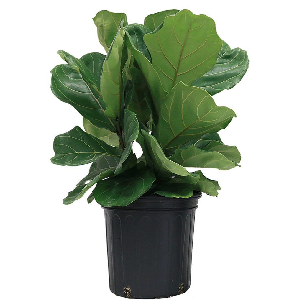 Fiddle-Leaf Fig