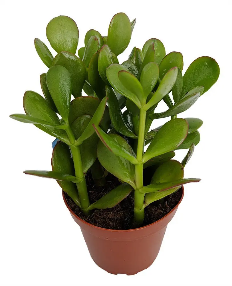 Jade Plant