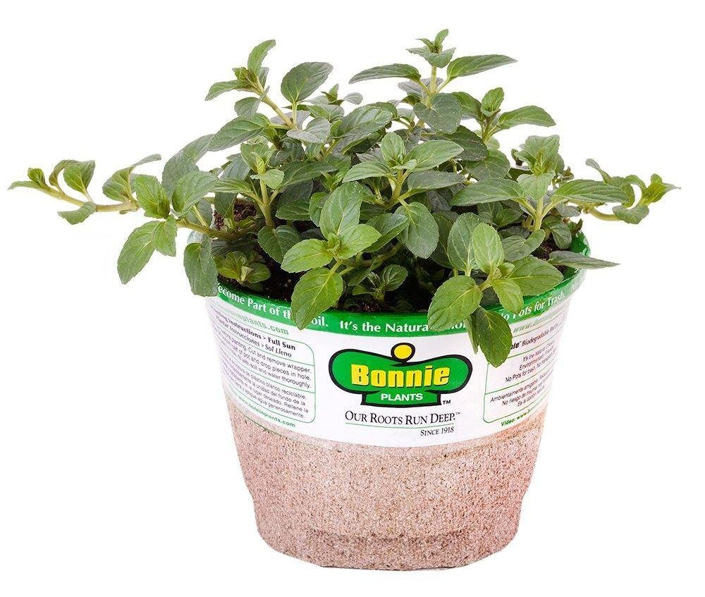 Mint Plant