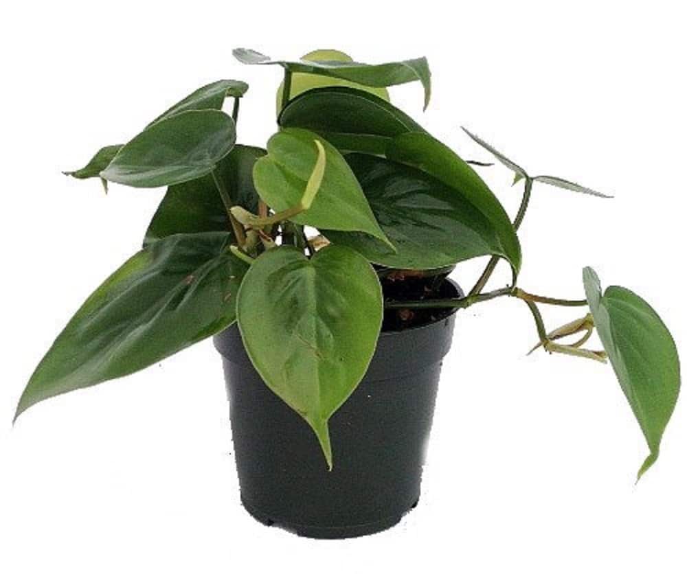 Philodendron Plant