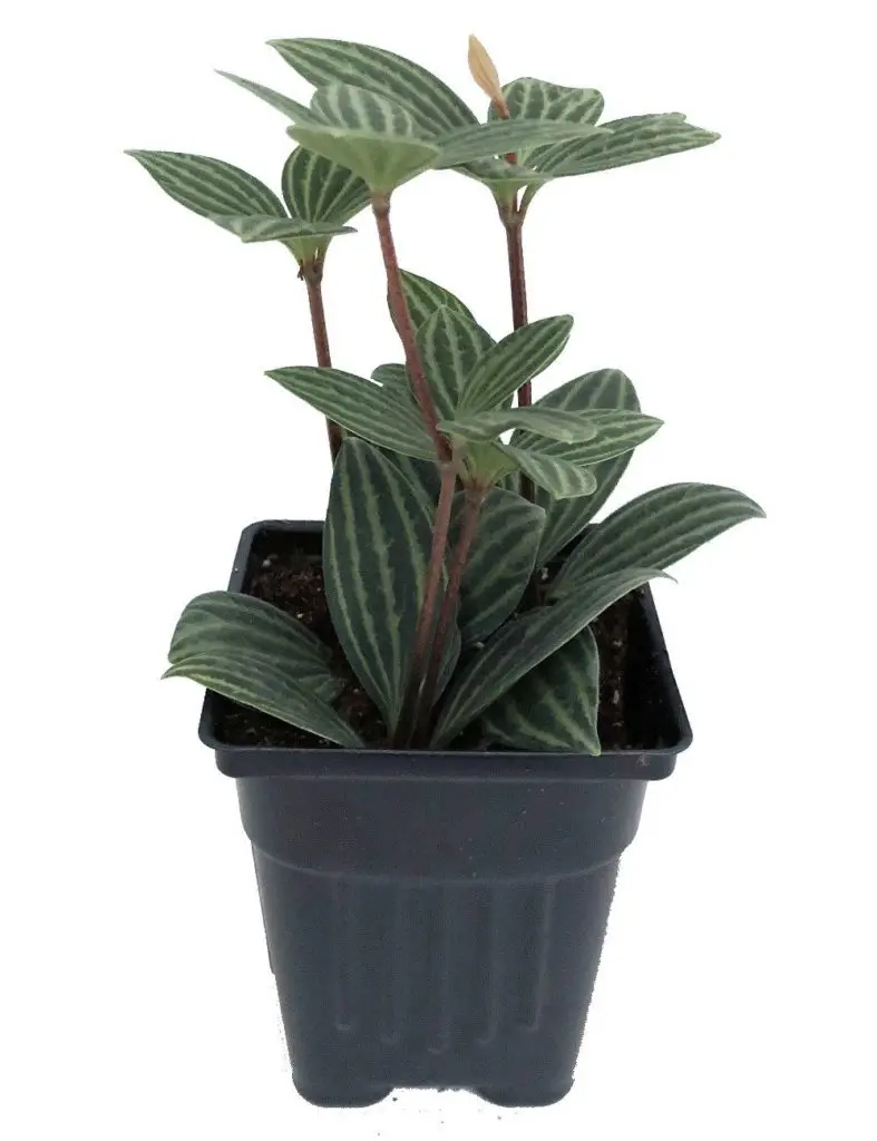 Peperomia Plant