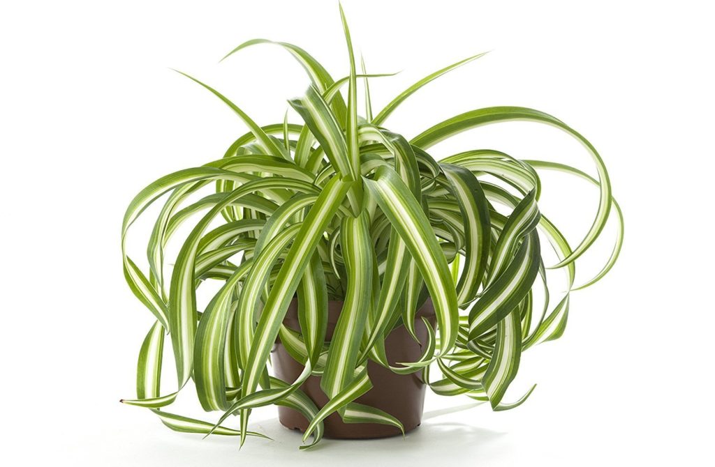 Spider Plant