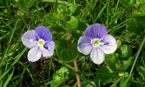 Speedwell