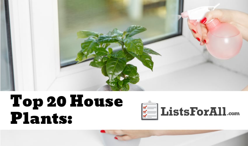 List of the Best House Plants