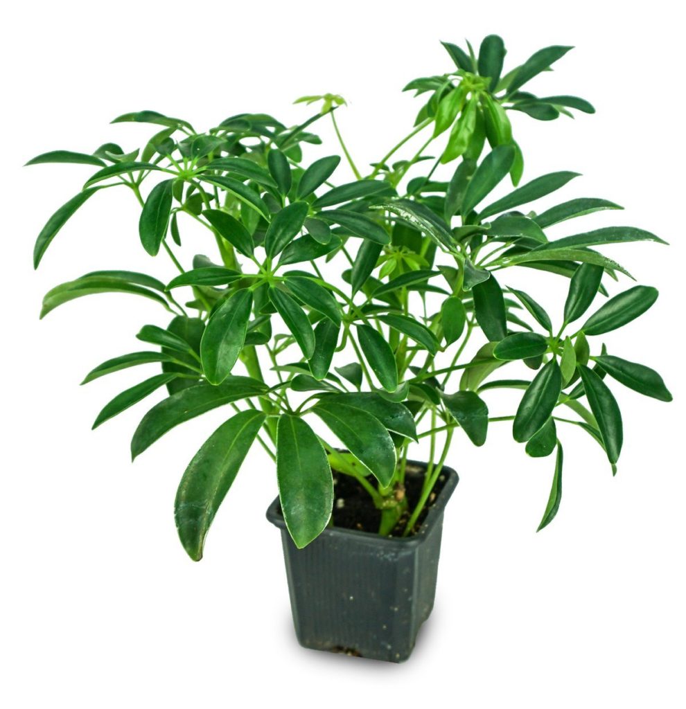 Umbrella Plant