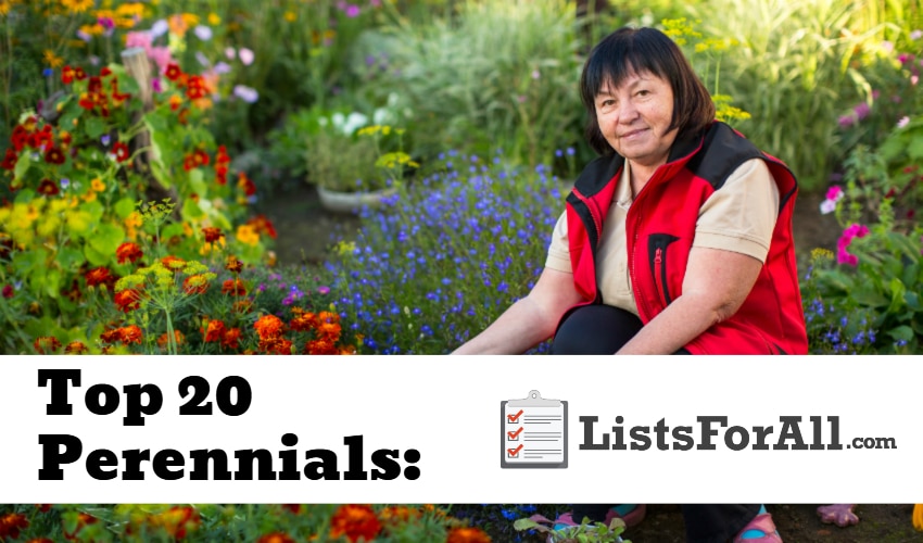 List of the Best Perennials