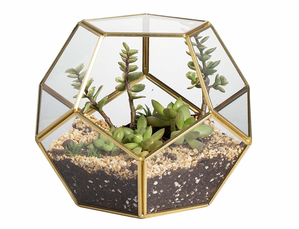 Terrarium Kit