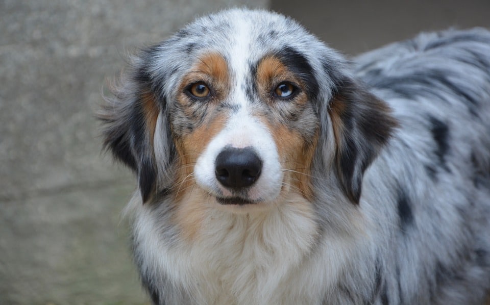 Australian Shepherd 1