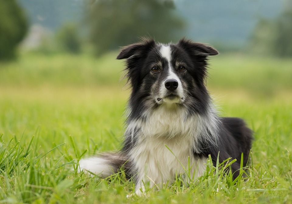 Border Collie 2