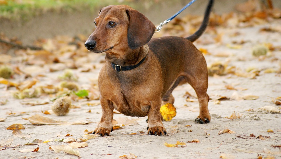 Dachshund 4