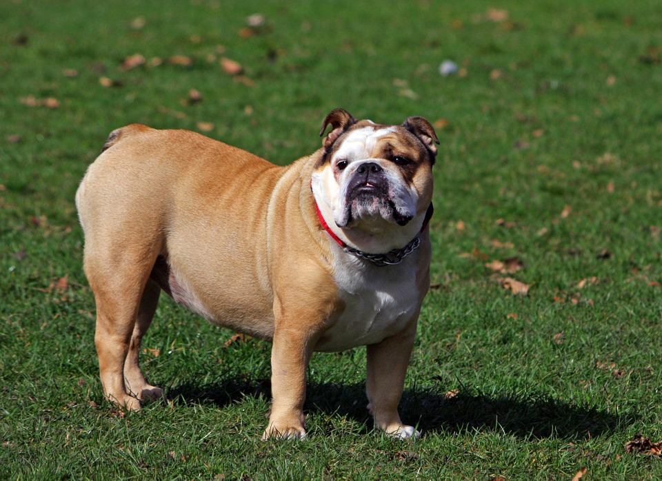 English Bulldog 3