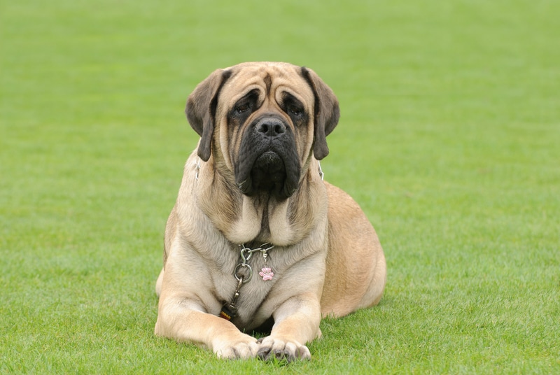 English Mastiff 2