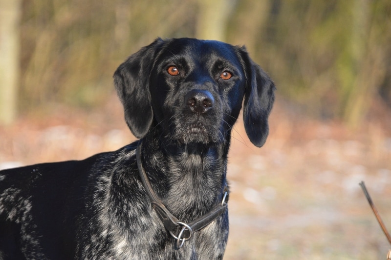 English Pointer 3