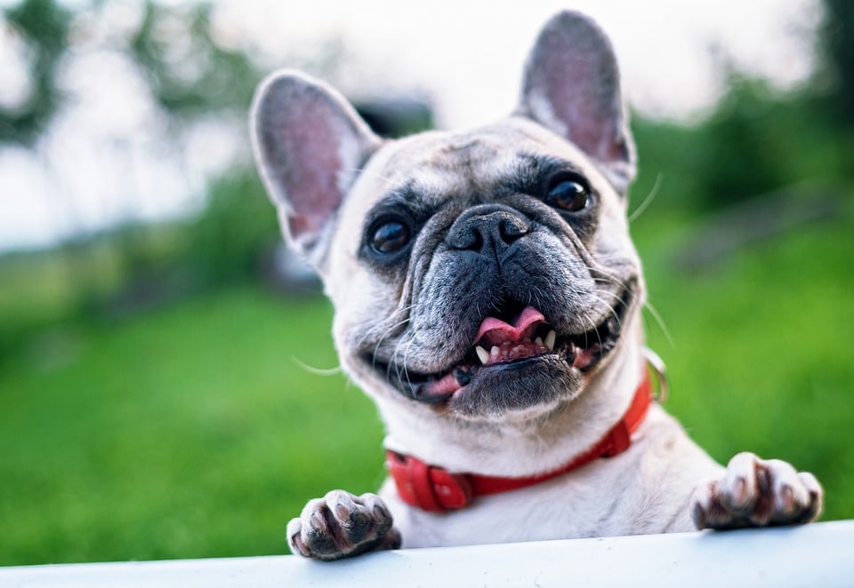 French Bulldog 1