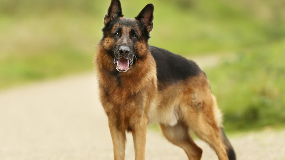 German Shepherd 3